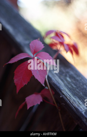 Red fall Boston ivy (Partenocissus tricuspidata) ornamental plant in sun light with fruit 9 Stock Photo