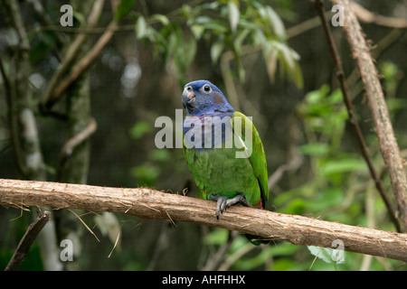 Blue headed parrot Pionus menstruus Brazil Stock Photo
