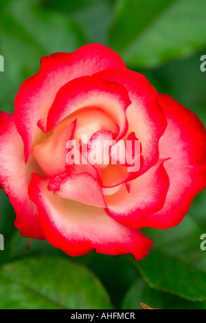 Close up of Rosa 'Hannah Gordon' Stock Photo