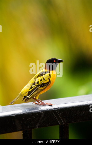 Breeding Male Village Weaver bird native to Africa taken in The Gambia.  Ploceus cucullata sitting on a balcony rail and calling Stock Photo