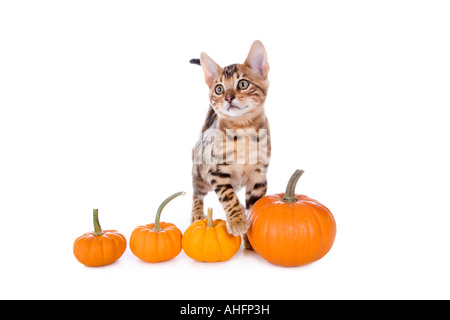 Bengal kitten with row of small pumpkins isolated on white Stock Photo