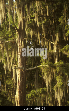 Spanish Moss In Trees, Mississippi USA Stock Photo