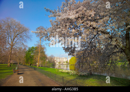 UK, England, London, Buckingham Palace from St James's Park Stock Photo