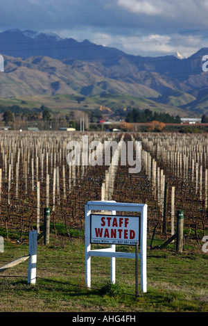 Staff wanted sign at vineyard near Blenheim Marlborough New Zealand Stock Photo
