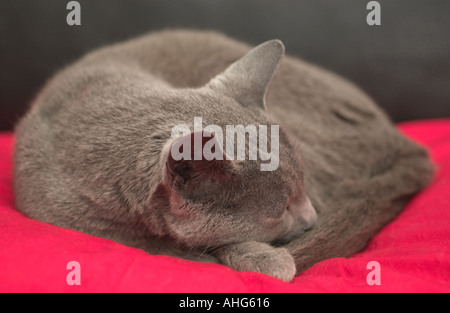 Russian blue cat Stock Photo