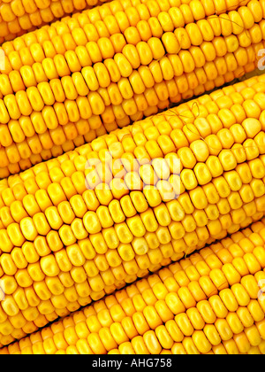Corn cobs Zea mays Stock Photo