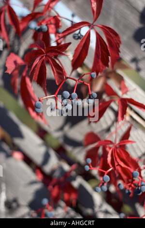 Red fall Boston ivy (Partenocissus tricuspidata) ornamental plant in sun light with fruit 2 Stock Photo