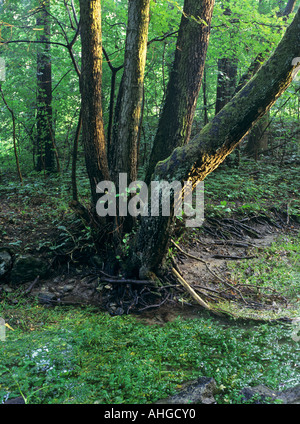 Sunrise in a forest at a small stream coming from the spring called Antoniusbründl near the village of Pottenstein Stock Photo