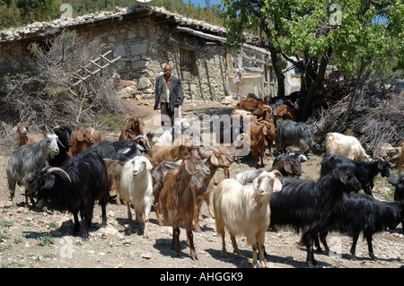 Man tending sheep and goats in small farm near Bezirgan in Southern Turkey. Stock Photo