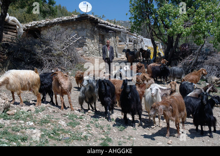 Man tending sheep and goats in small farm near Bezirgan in Southern Turkey. Stock Photo