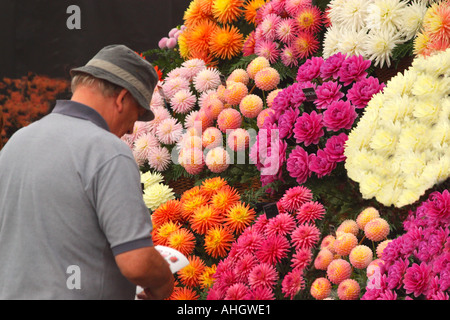 Shrewsbury Flower Show with old man admiring winning display of chrysanthemums Shropshire England UK GB British Isles Stock Photo