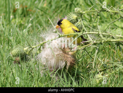 American Goldfinch on thistle Stock Photo