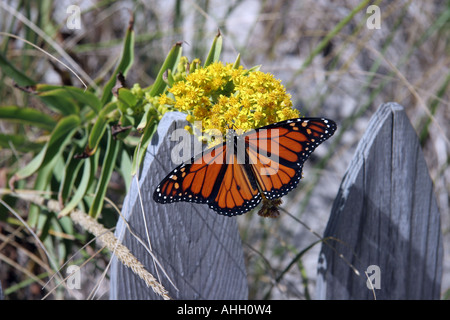 Monarch Butterfly on Seaside Goldenrod on fenceline at seashore Stock Photo