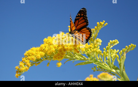 Monarch Butterfly on Seaside Goldenrod Stock Photo