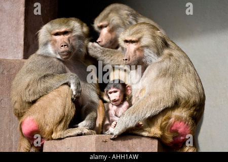 Primates Mating Ritual Dance Papio Hamadryas Baboon Monkeys. Primate Baboon Monkey Mating Rituals ...
