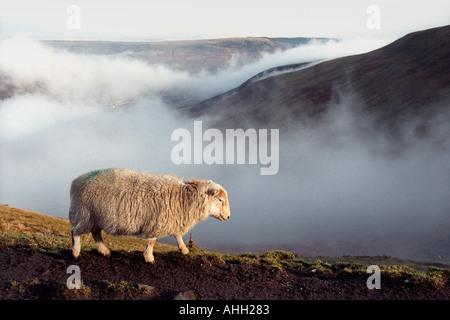 A lone sheep walking across a hillside with the Rhondda Valley below shrouded in early morning mist South Wales UK Stock Photo