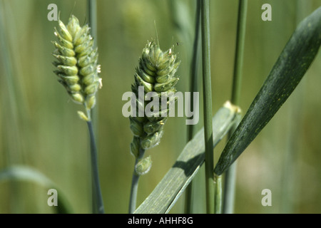 club wheat, wheat (Triticum aestivum ssp. compactum, Triticum compactum (unbegrannt)), grain ears Stock Photo