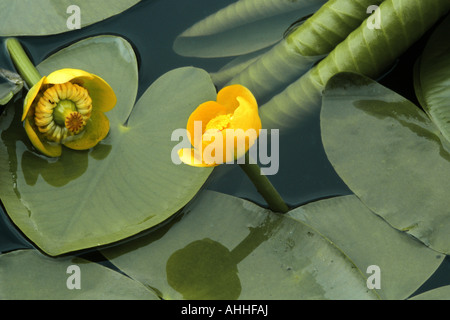 European yellow pond-lily, yellow water-lily (Nuphar lutea), blooming Stock Photo