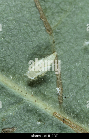 rose leafhopper (Typhlocyba rosae, Edwardsiana rosae), pest Stock Photo