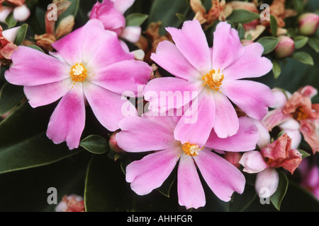Rose Cactus (Pereskia grandifolia, Rhodocactus grandifolius), flowers Stock Photo