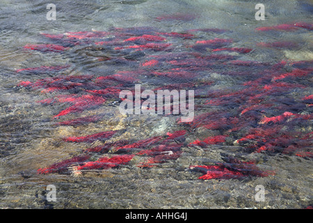 sockeye salmon, sockeye, kokanee, blue back (Oncorhynchus nerka), school under water, USA, Alaska Stock Photo