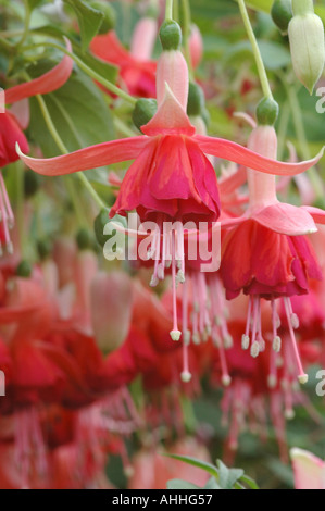 Fuchsia Dancing Flame Stock Photo