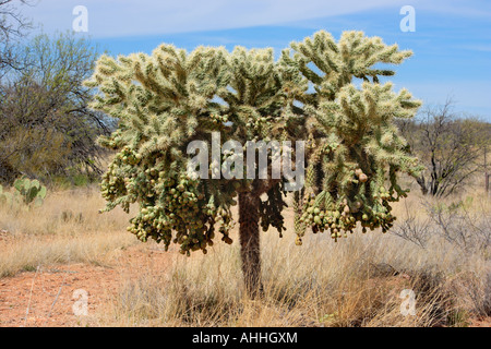 Teddy Bear Cholla (Opuntia bigelovii), with numerous fruits, USA, Arizona, Saguaro NP, Tucson Stock Photo