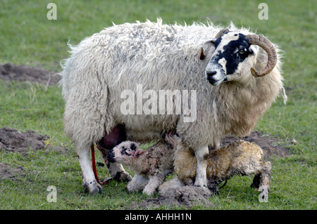 Scottish Blackface (Ovis ammon f. aries), sheep with two lambs, United Kingdom, Scotland, Highlands Stock Photo