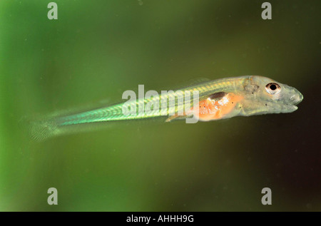 asper, Rhne-streber, Rhone streber (Zingel asper), larva after first feed, Germany, Bavaria Stock Photo