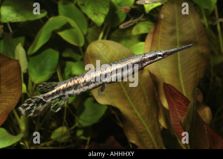 spotted gar (Lepisosteus oculatus), juvenile, 20 cm Stock Photo