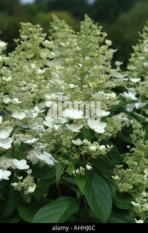 Hydrangea paniculata Floribunda Stock Photo