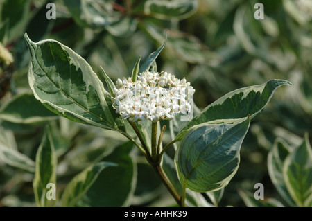 Cornus alba Elegantissima Foliage of Dogwood Stock Photo