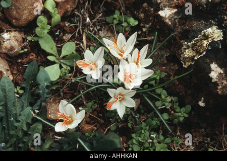 fair crocus (Crocus laevigatus), blooming plants, Greece, Creta Stock Photo