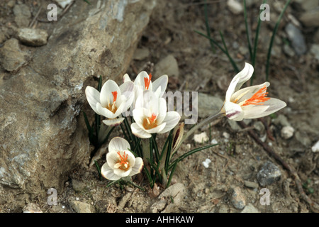 fair crocus (Crocus laevigatus), blooming plants, Greece, Creta Stock Photo