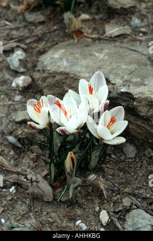 fair crocus (Crocus laevigatus), blooming plants, Greece, Creta Stock Photo