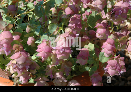 Origanum Kentish Beauty Stock Photo