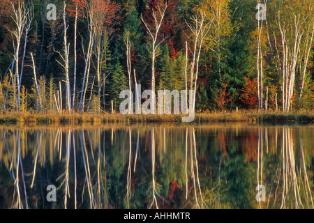 Fall Color and Birch Reflections line the shore of Council Lake, USA, Michigan, Alger County, Hiawathwa National Forest Stock Photo