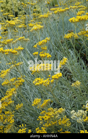 Helichrysum italicum subsp Serotinum syn H angustifolium Curry Plant Aromatic garden herb Stock Photo