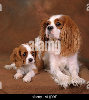 Cavalier King Charles Spaniel  Blenheim (chestnut and white) and puppy Stock Photo