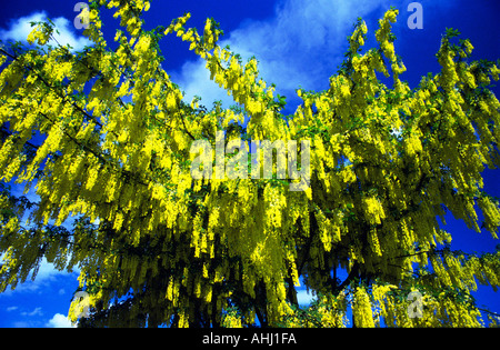 Laburnum Anagroides Laburnum Tree Clwyd North Wales UK United Kingdom GB Great Britain British Isles Europe Stock Photo
