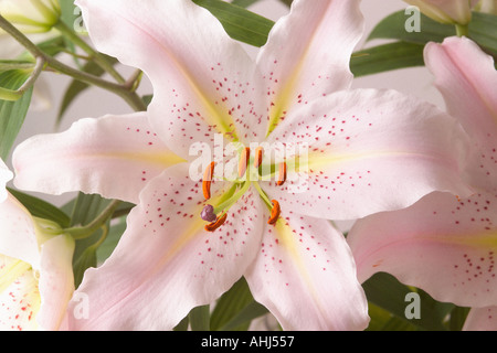 Close up of lily flower Stock Photo