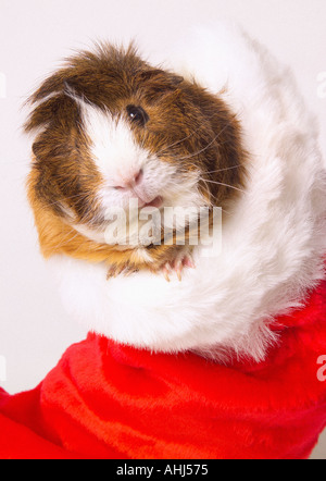 Guinea pig peeping out of red christmas stocking with white fur around top Stock Photo