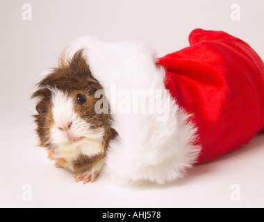 Guinea pig peeping out of red christmas stocking with white fur around top Stock Photo