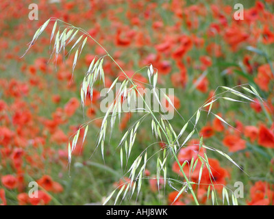 silvery grass seedhead in sharp focus contrasting with diffused background of massed flowers of Field Poppy, Common, Flanders, Red or Corn Poppy Stock Photo