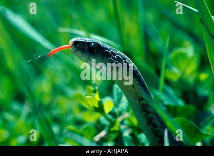 Close up of Eastern garter snake in grass Stock Photo