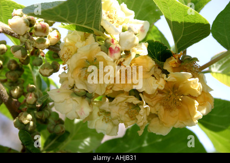 Kiwi Plant flowering the fruit symbol of New Zealand Stock Photo