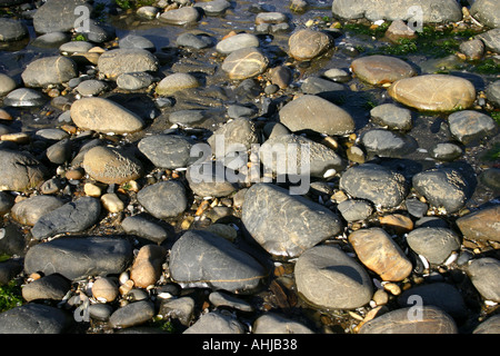 Different stones in clear water coast South Island New Zealand Stock Photo