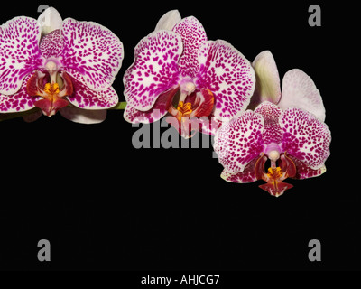 Orchids phalaenopsis Stock Photo