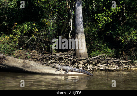 Alligator with Hunting Hook — Charles Bush Photography