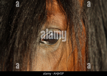 Pure Spanish-bred - portrait - eye Stock Photo